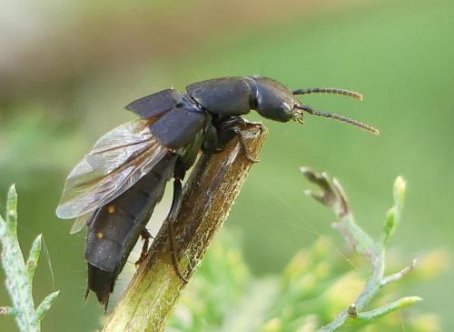 Ocypus aethiops